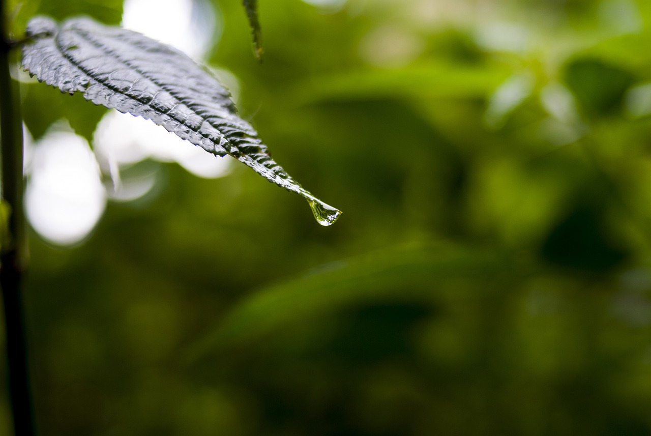 依生生物最新股票動態全面解析，最新消息與全面解讀