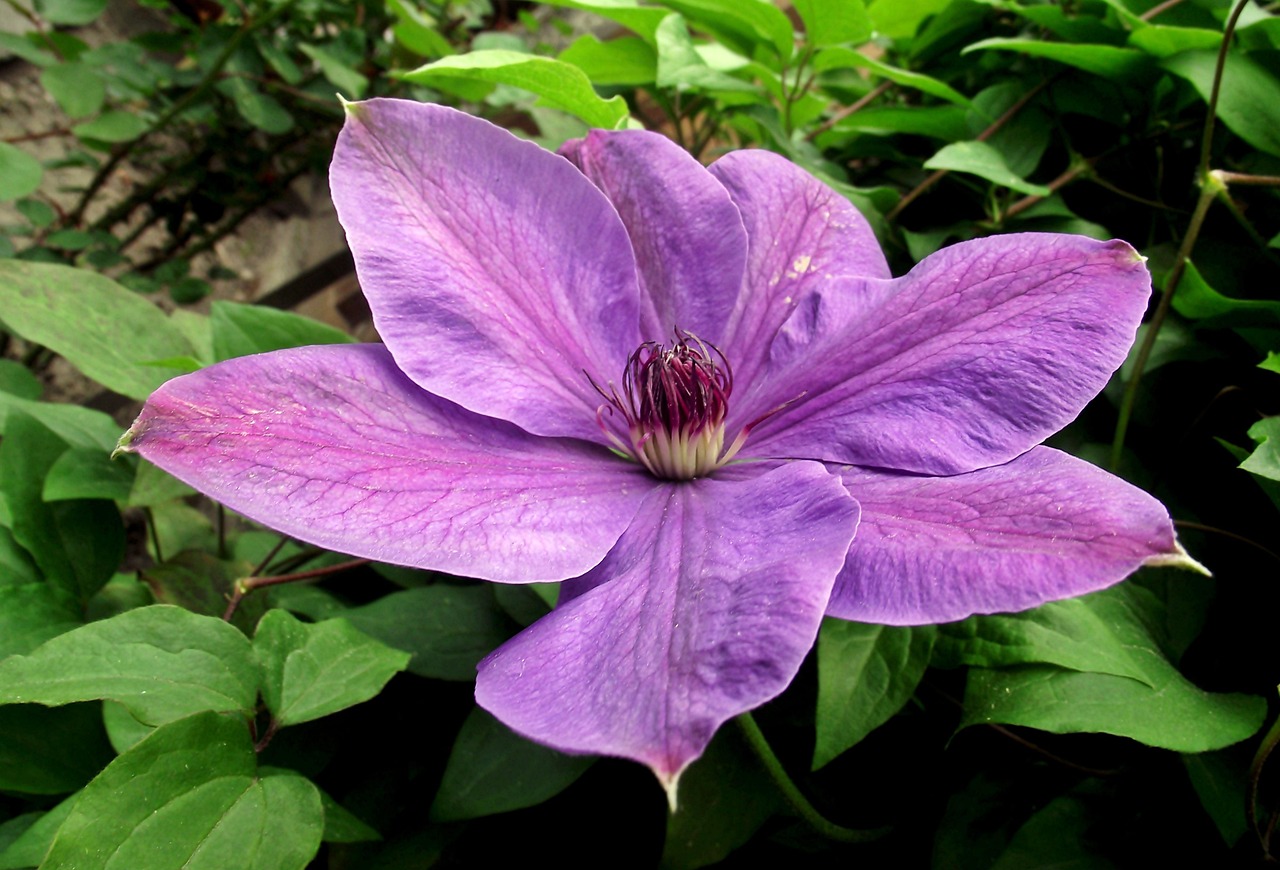 保定朝陽花園最新動態揭秘，未來美好藍圖展望