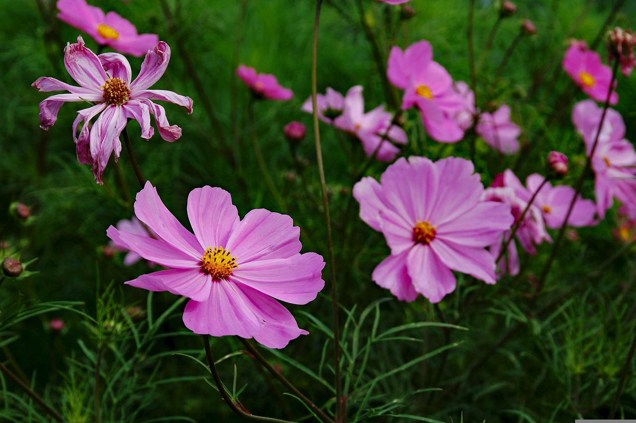 三峽花苑，時代風采與花朵的綻放同步前行