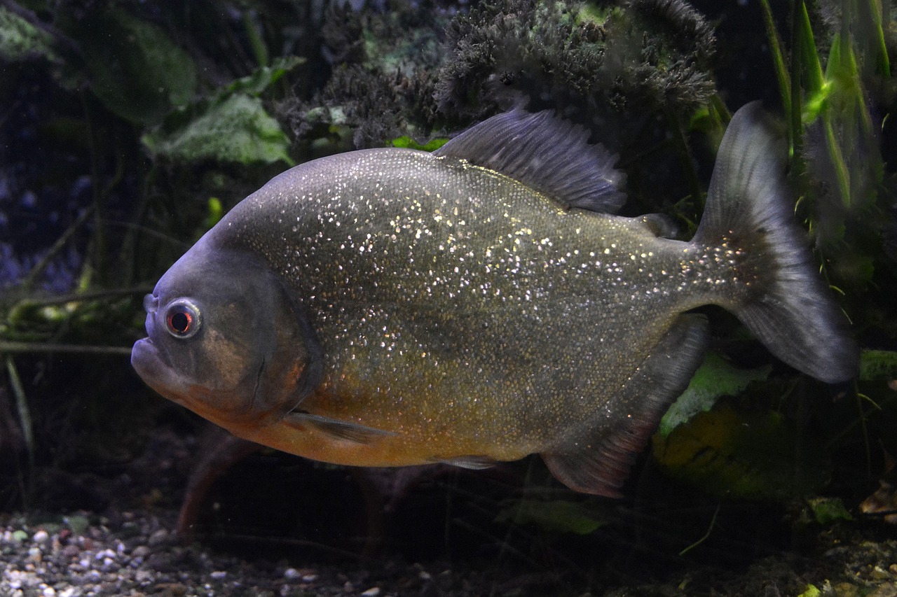 魚魚農(nóng)牧場(chǎng)助手最新版，智能化農(nóng)業(yè)管理的得力助手揭秘