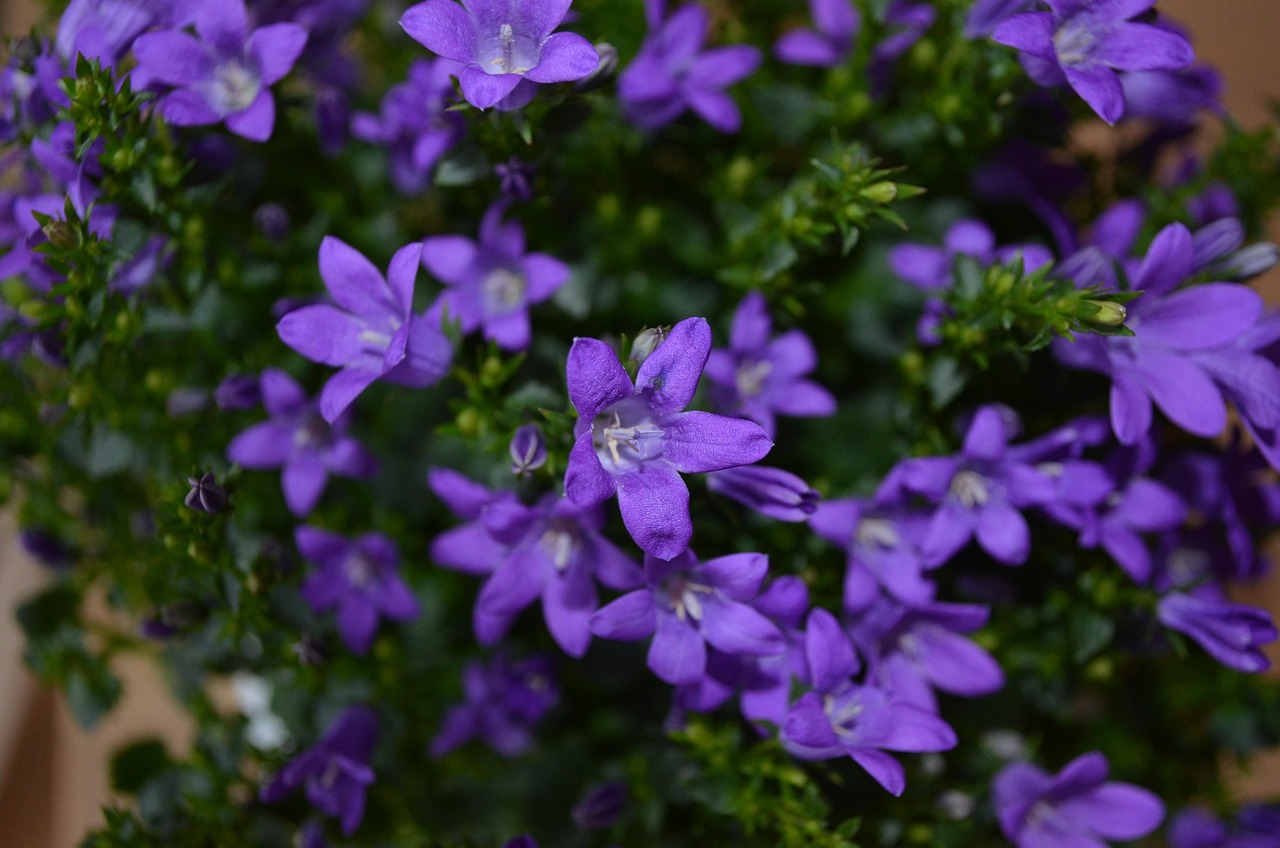 燕郊四季花都最新動態，城市未來之花綻放，花朵與都市共成長